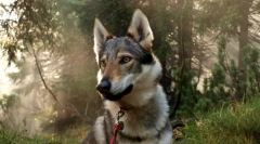 Fibră de sticlă (fotografie): quintesența uimitoare de lup și câine